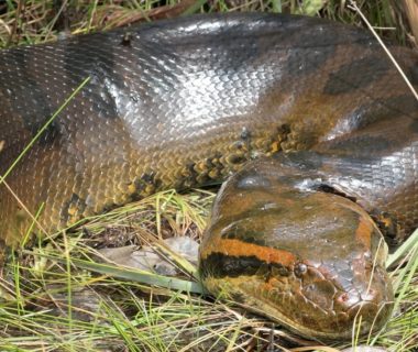 green anaconda size national geographic